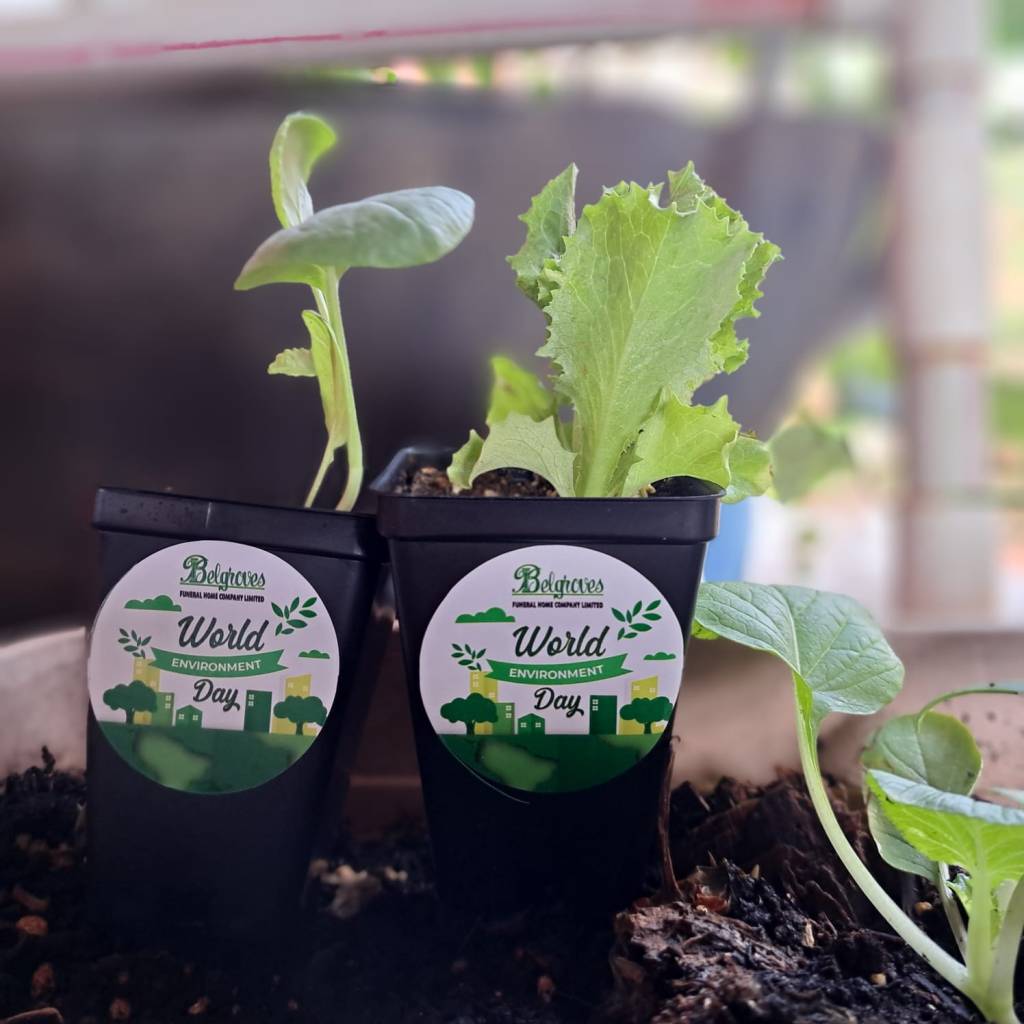 Sustainable funeral home Belgroves Funeral Home presents lettuce and patchoi seedling